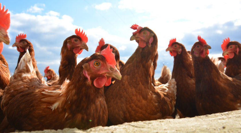 les poules de la fermes des hardys