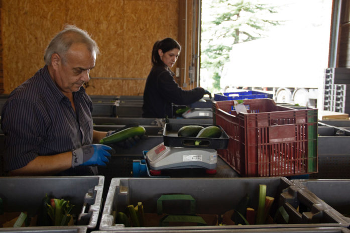 Les salariés de l’entreprise d’insertion conditionnent plus de 4 500 paniers hebdomadaires, en flux tendu. En moyenne, un légume est manipulé 5,6 fois. C’est le résultat d’une étude sur les TMS réalisée dans le cadre du contrat de prévention signé avec la MSA Berry-Touraine.