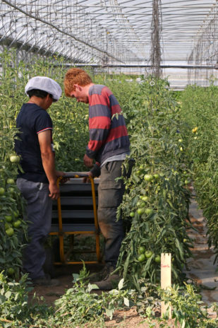 Jean-Baptiste, encadrant du jardin de Blois, aide un salarié dans une serre de tomates.