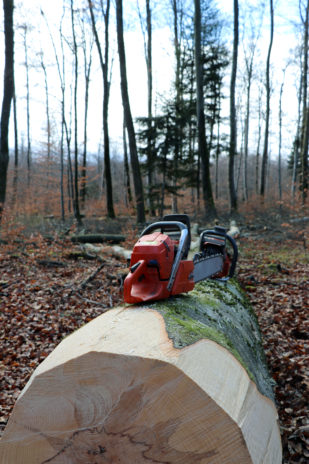 Tempête silencieuse dans les forêts du Grand Est | le bimsa
https://preprodlebimsa.kanbios.fr/?p=18975
Les forêts du Grand Est ont connu une fin d’année 2019 noire avec un nombre d’accidents mortels en forte hausse. En cause, des arbres fragilisés par le réchauffement climatique et des chutes de branches à répétition. Patrick Bangert, bûcheron à la retraite et élu de la MSA Alsace, tire la sonnette d’alarme