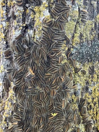 incredibly hairy, toxic caterpillars
Forêts du Grand-Est Gare aux chenilles urticantes! C’est le printemps, la saison du déconfinement, du beau temps, des oiseaux qui chantent mais aussi des chenilles processionnaires du chêne. Ces insectes dotés de poils urticants prolifèrent dans les bois du Grand-Est, provoquant de gros dégâts dans les forêts mais, surtout, font peser un risque grave pour la santé de tous ses usagers : en premier lieu les travailleurs forestiers. #Danger #Forêts #Lorraine
It’s spring, the season of deconfinement, good weather, birds singing but also oak processionary caterpillars. These insects with stinging hairs proliferate in the woods of the Grand-Est, causing great damage in the forests but, above all, pose a serious risk to the health of all its users: first of all forest workers.
