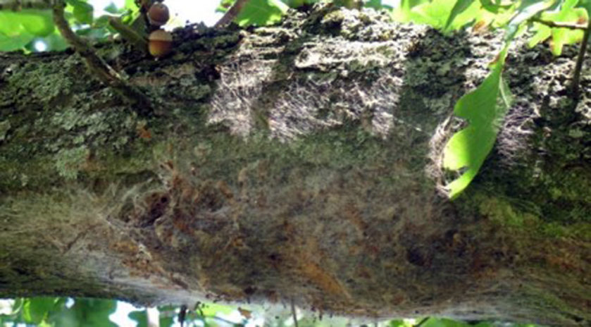 It’s spring, the season of deconfinement, good weather, birds singing but also oak processionary caterpillars. These insects with stinging hairs proliferate in the woods of the Grand-Est, causing great damage in the forests but, above all, pose a serious risk to the health of all its users: first of all forest workers.
