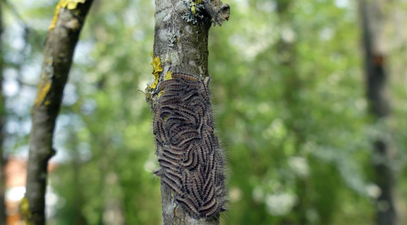 Oak processionary moth (Thaumetopoea processionea)
It’s spring, the season of deconfinement, good weather, birds singing but also oak processionary caterpillars. These insects with stinging hairs proliferate in the woods of the Grand-Est, causing great damage in the forests but, above all, pose a serious risk to the health of all its users: first of all forest workers.

Forêts du Grand-Est
Gare aux chenilles urticantes!
C’est le printemps, la saison du déconfinement, du beau temps, des oiseaux qui chantent mais aussi des chenilles processionnaires du chêne. Ces insectes dotés de poils urticants prolifèrent dans les bois du Grand-Est, provoquant de gros dégâts dans les forêts mais, surtout, font peser un risque grave pour la santé de tous ses usagers : en premier lieu les travailleurs forestiers.

#Danger #Forêts #Lorraine