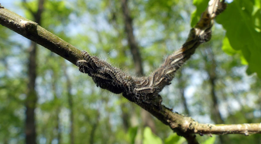 incredibly hairy, toxic caterpillars
Forêts du Grand-Est
Gare aux chenilles urticantes!
C’est le printemps, la saison du déconfinement, du beau temps, des oiseaux qui chantent mais aussi des chenilles processionnaires du chêne. Ces insectes dotés de poils urticants prolifèrent dans les bois du Grand-Est, provoquant de gros dégâts dans les forêts mais, surtout, font peser un risque grave pour la santé de tous ses usagers : en premier lieu les travailleurs forestiers.

#Danger #Forêt #Lorraine