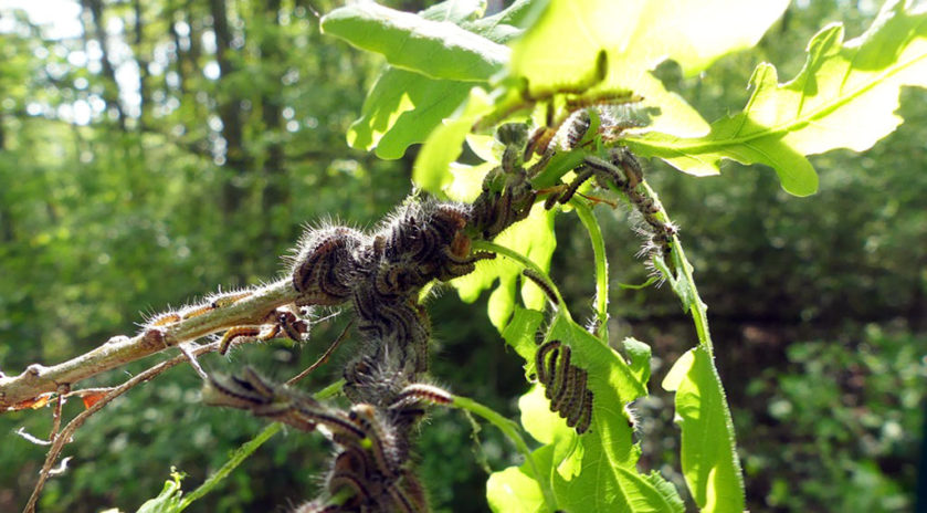 It’s spring, the season of deconfinement, good weather, birds singing but also oak processionary caterpillars. These insects with stinging hairs proliferate in the woods of the Grand-Est, causing great damage in the forests but, above all, pose a serious risk to the health of all its users: first of all forest workers.
Forêts du Grand-Est
Gare aux chenilles urticantes!
C’est le printemps, la saison du déconfinement, du beau temps, des oiseaux qui chantent mais aussi des chenilles processionnaires du chêne. Ces insectes dotés de poils urticants prolifèrent dans les bois du Grand-Est, provoquant de gros dégâts dans les forêts mais, surtout, font peser un risque grave pour la santé de tous ses usagers : en premier lieu les travailleurs forestiers.

#Danger #Forêt #Lorraine