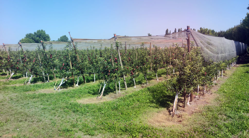 Covid-19. Bouches-du-Rhône
La MSA au cœur du cluster
Près de 300 saisonniers agricoles ont été testés positifs au Covid-19 au mois de juin dans les Bouches-du-Rhône. La plupart ont été recrutés par une société d’intérim espagnole spécialisée dans le travail détaché en agriculture. Dans cette course contre la montre contre le virus, la souplesse de l’organisation et la précieuse connaissance du terrain ont permis aux équipes de la MSA Provence Azur de faire la différence.

#Accompagnement #Coronavirus #Saisonniers