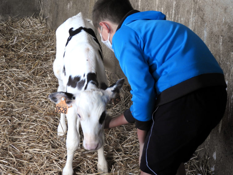 En visite à la ferme pédagogique de la Marque de l'Aube. un enfant caresse un veau qui ne semble pas opposé à ce geste de tendresse