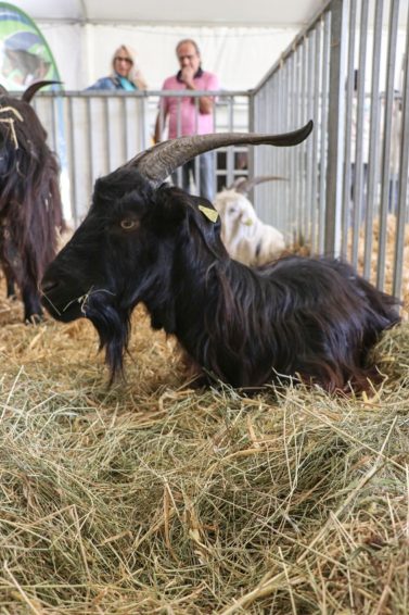 Les Pyrénéennes salon agricole chèvre pyrénées