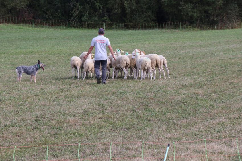 Les Pyrénéennes salon agricole chien de troupeau