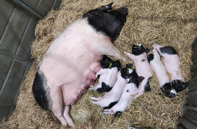 Salon de l'agriculture 2022 - porc