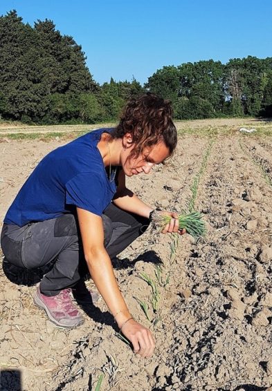 chantier insertion semailles cocagne