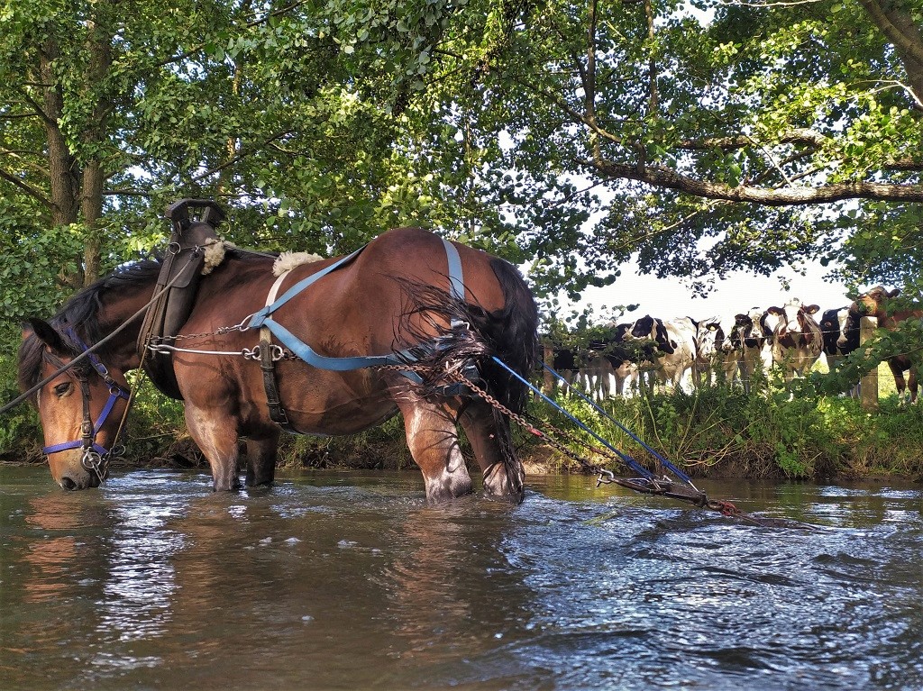 Louise Drieux cheval traction Normandie -Sabots sur Terre