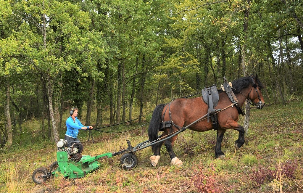 Louise Drieux cheval traction foret - Jean Léo Dugast