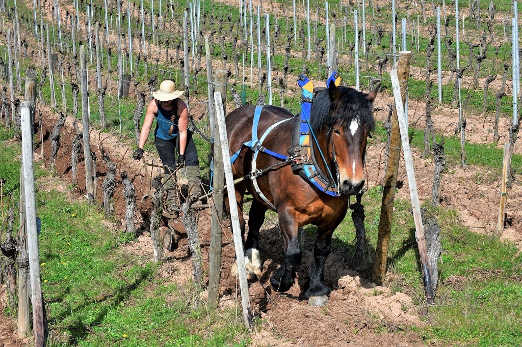 Louise Drieux chevaux trait traction vigne Alsace -Jean Philippe