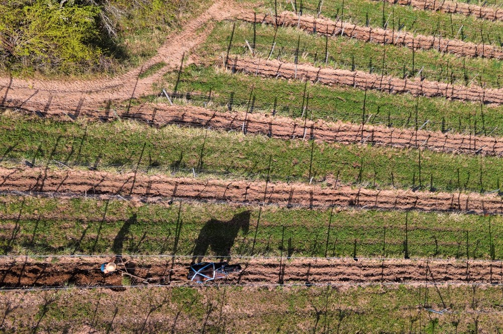 Louise Drieux chevaux trait traction vignes Alsace -Jean Philippe